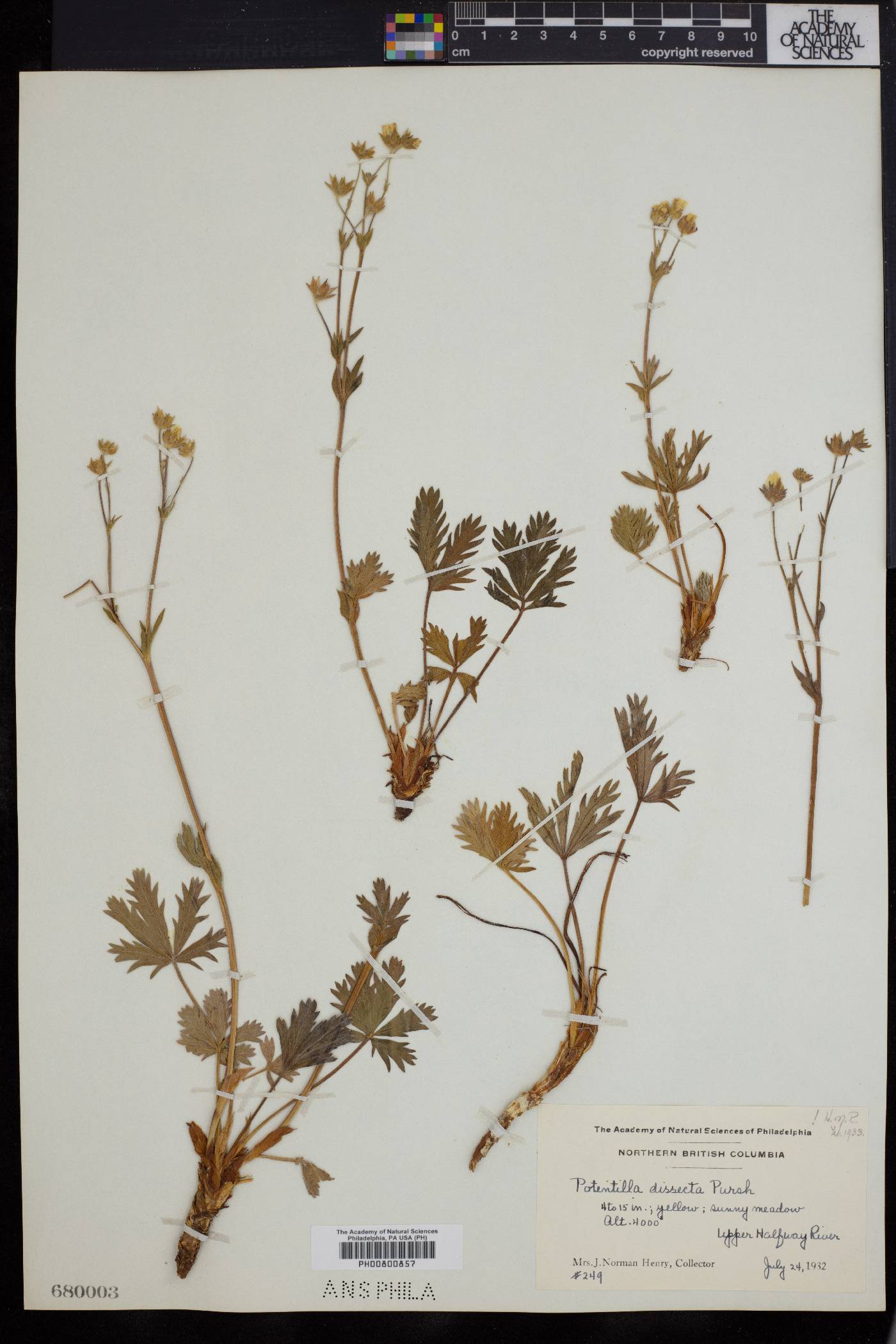 Potentilla dissecta image