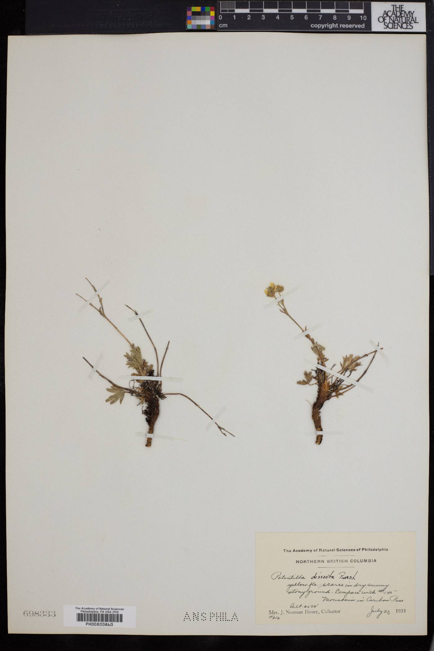 Potentilla dissecta image
