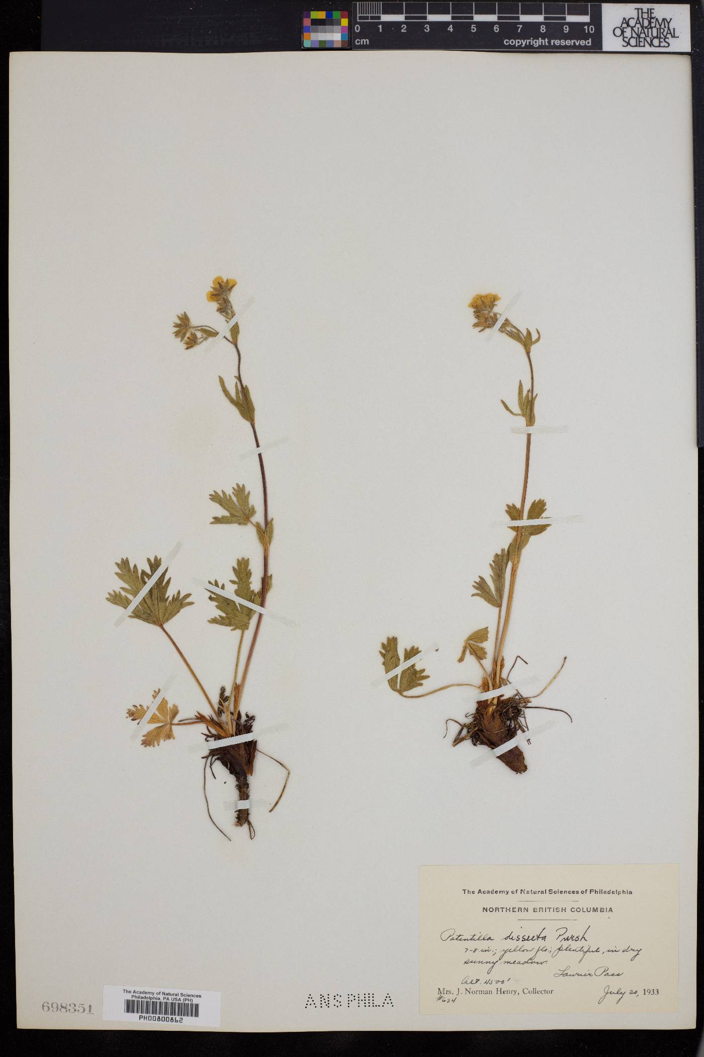 Potentilla dissecta image
