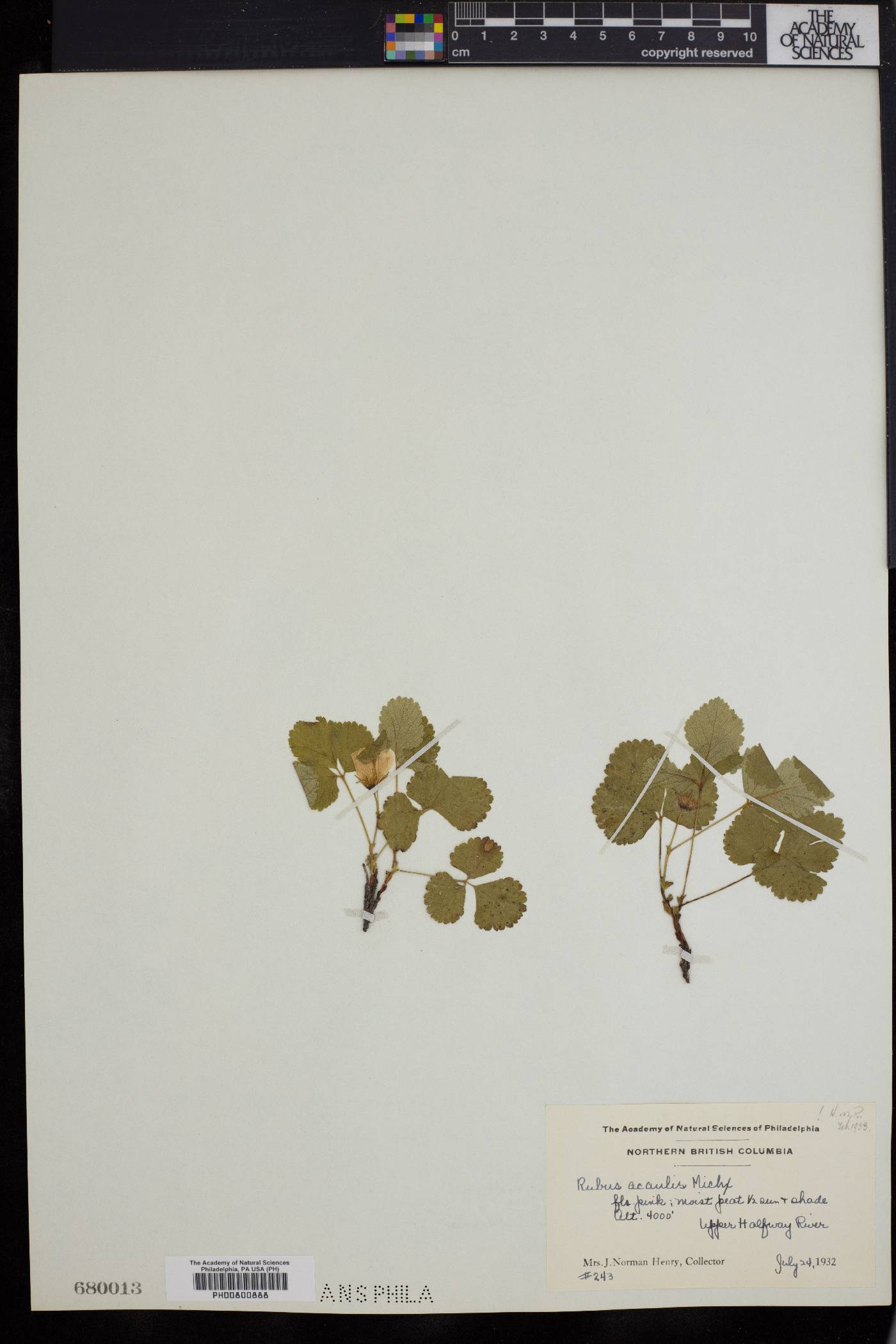 Rubus acaulis image