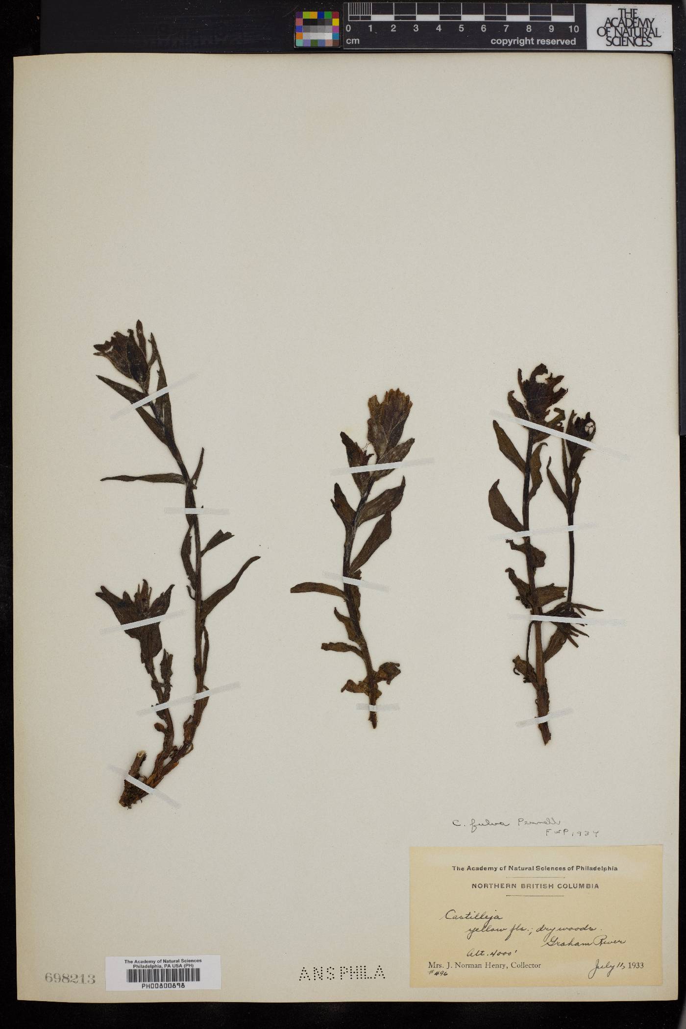 Castilleja fulva image