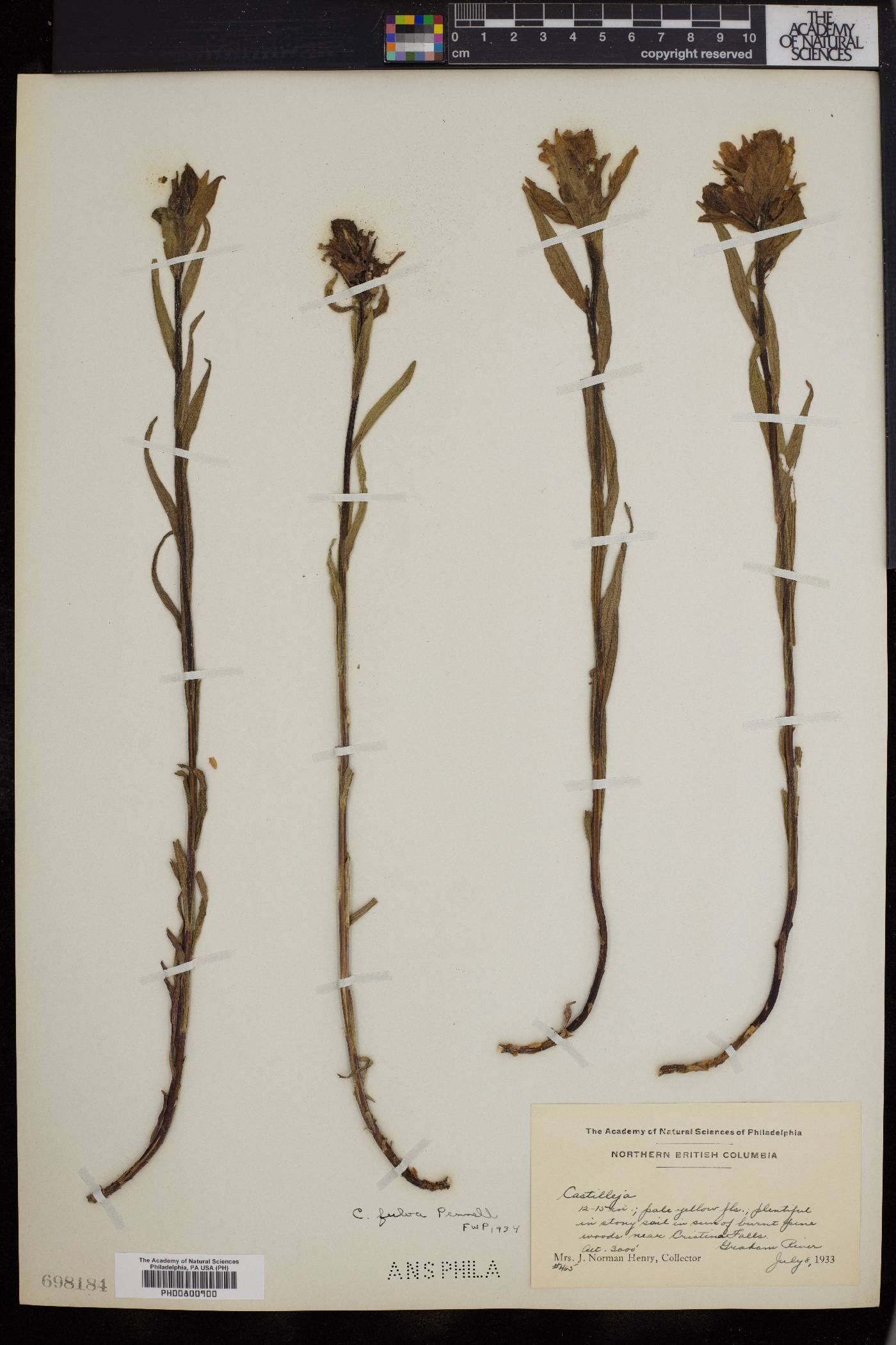 Castilleja fulva image
