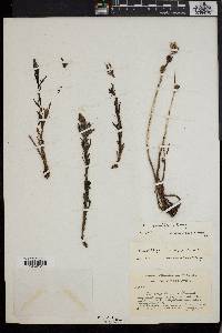 Castilleja parviflora image