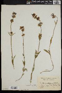 Penstemon micranthus image