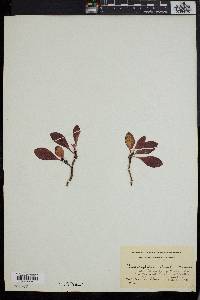 Arctostaphylos rubra image