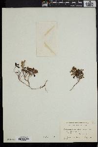 Vaccinium vitis-idaea image