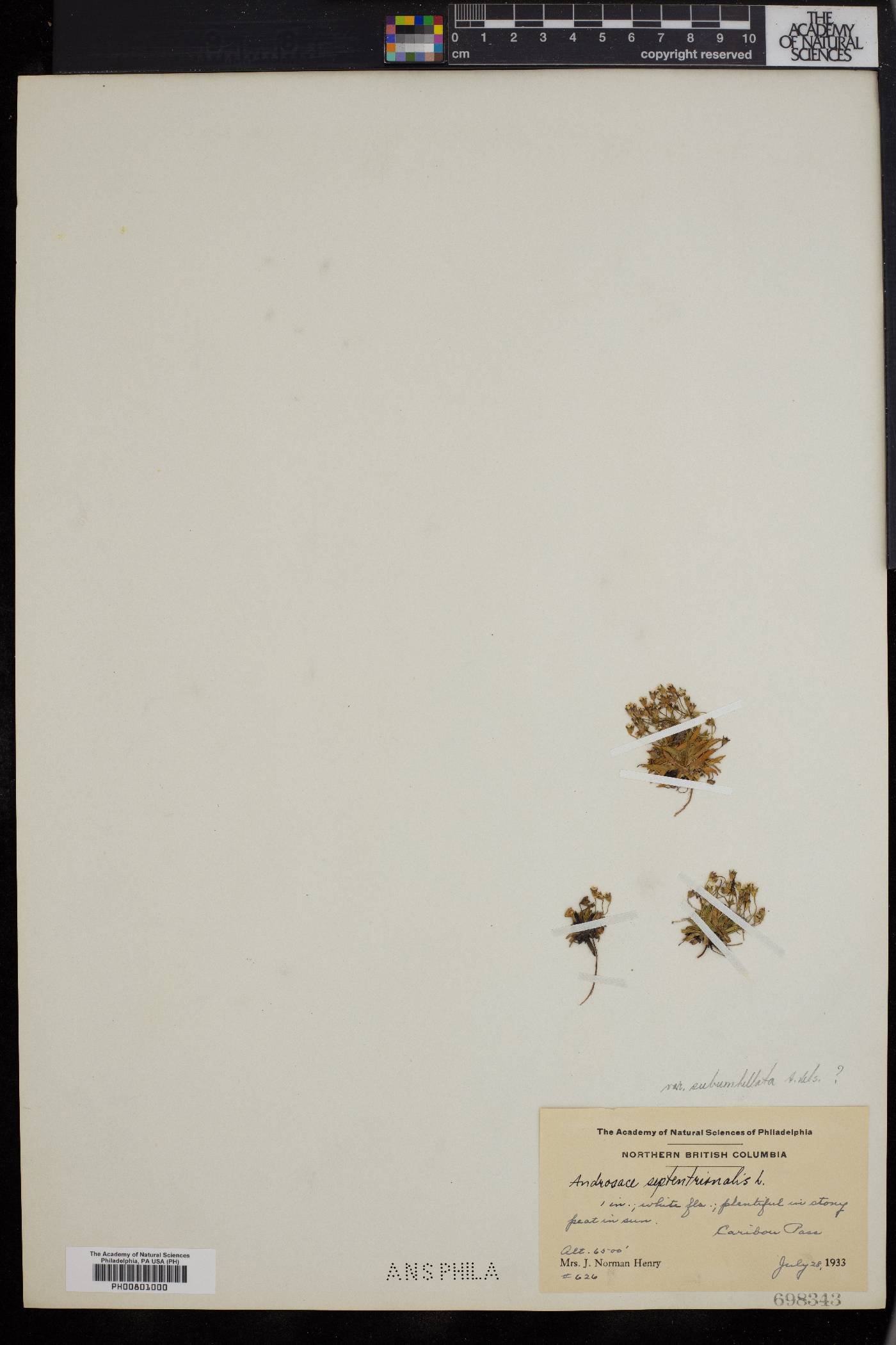 Androsace septentrionalis subsp. subumbellata image