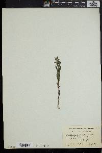 Scutellaria galericulata image