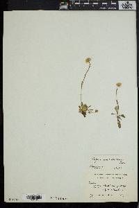 Erigeron elatus image