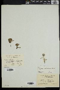 Erigeron humilis image