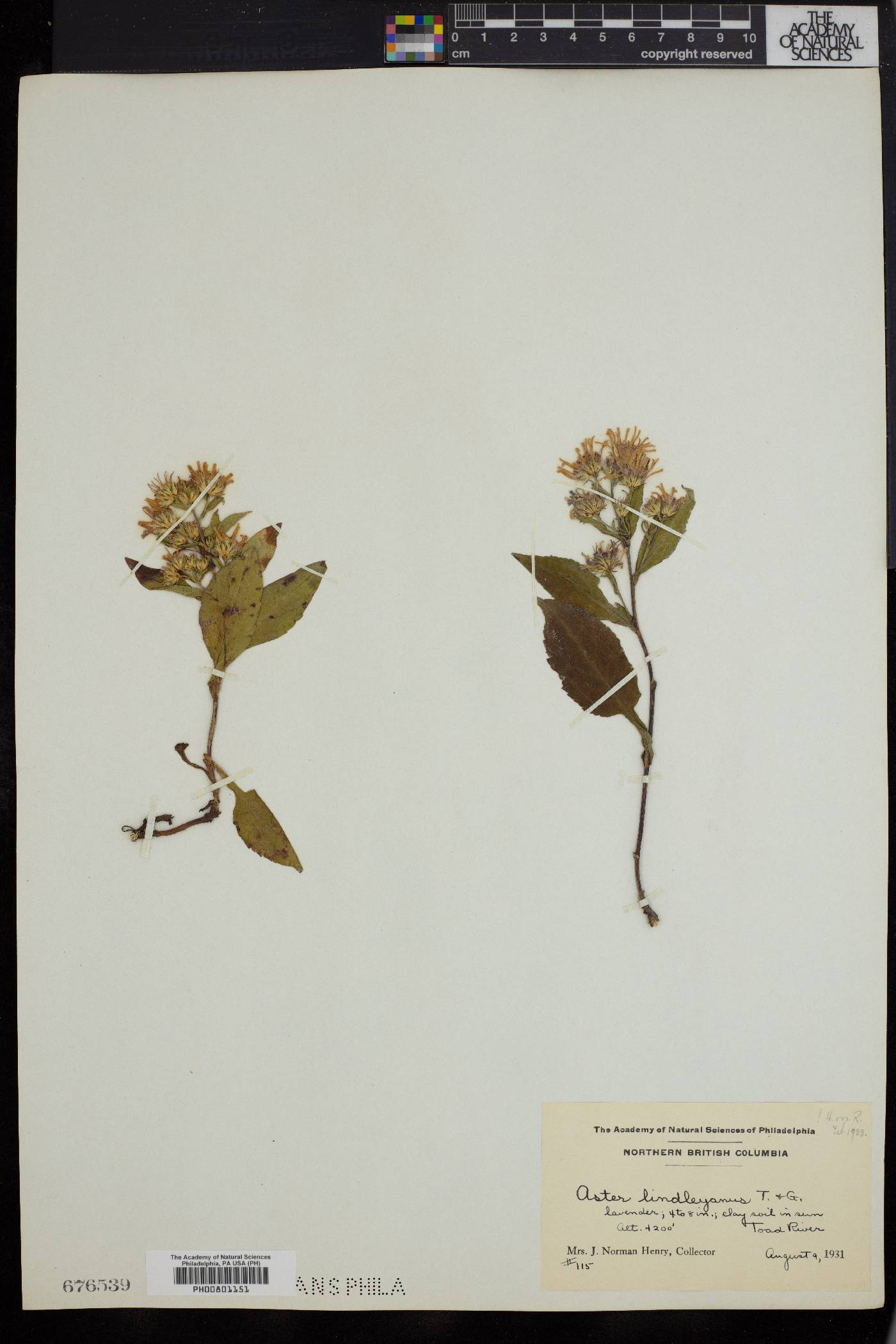 Aster lindleyanus image