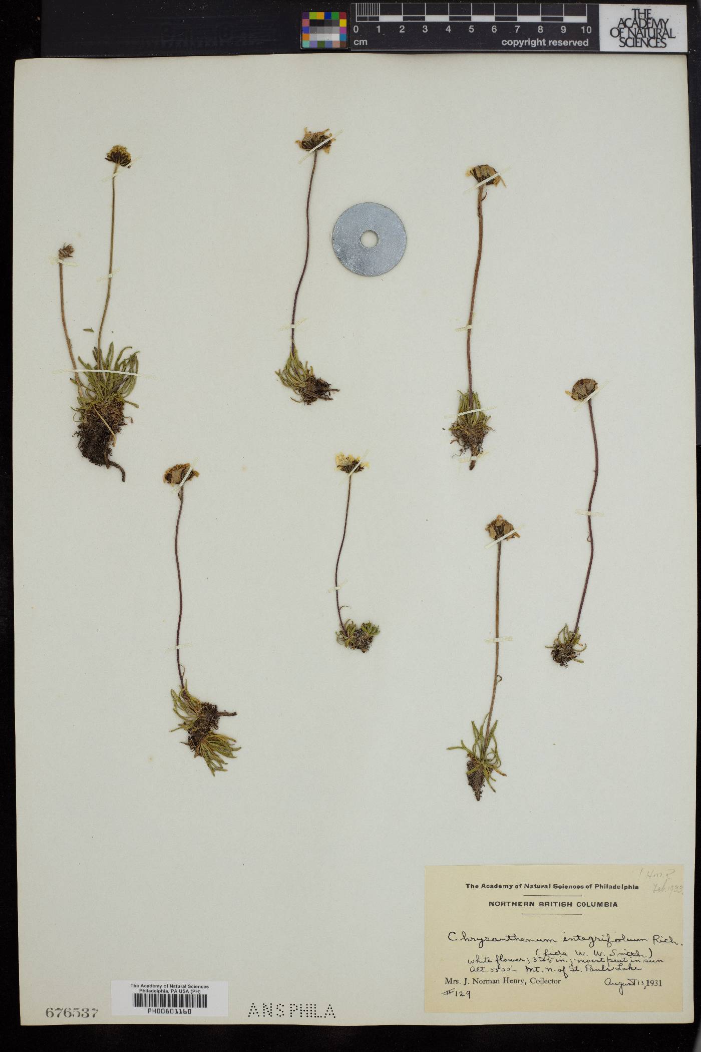 Chrysanthellum integrifolium image