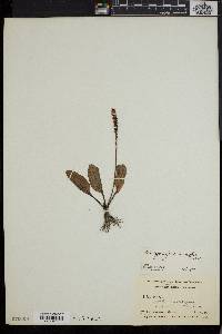 Plantago major image