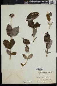 Lonicera dioica image