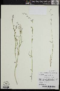 Lobelia nuttallii image