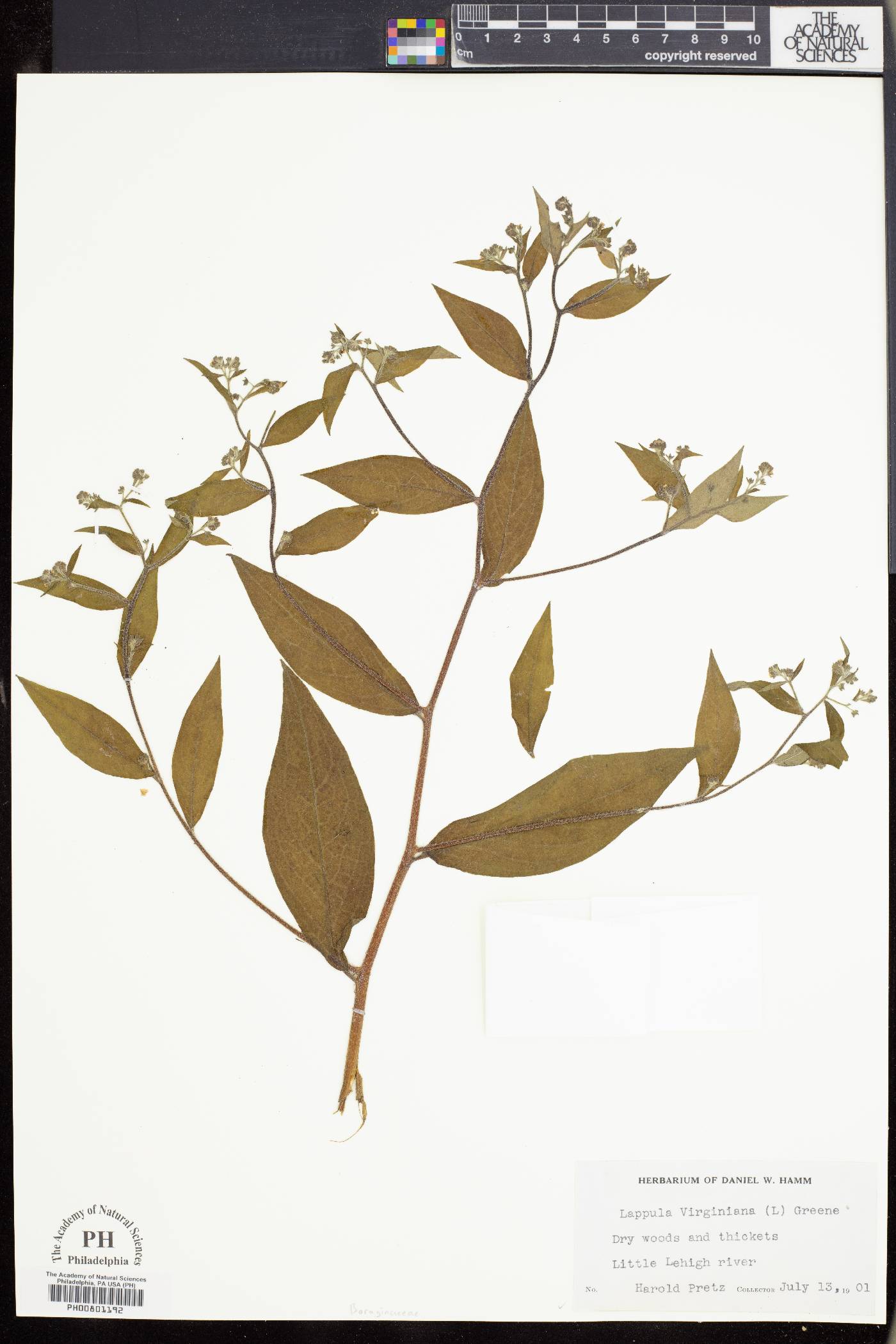 Lappula virginiana image