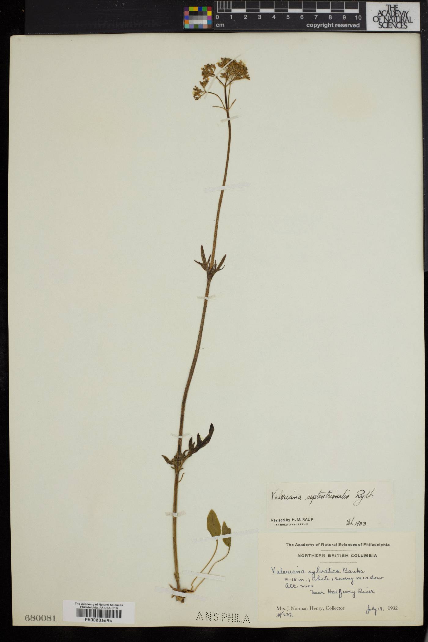 Valeriana septentrionalis image