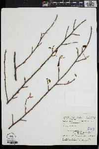 Turraea pubescens image