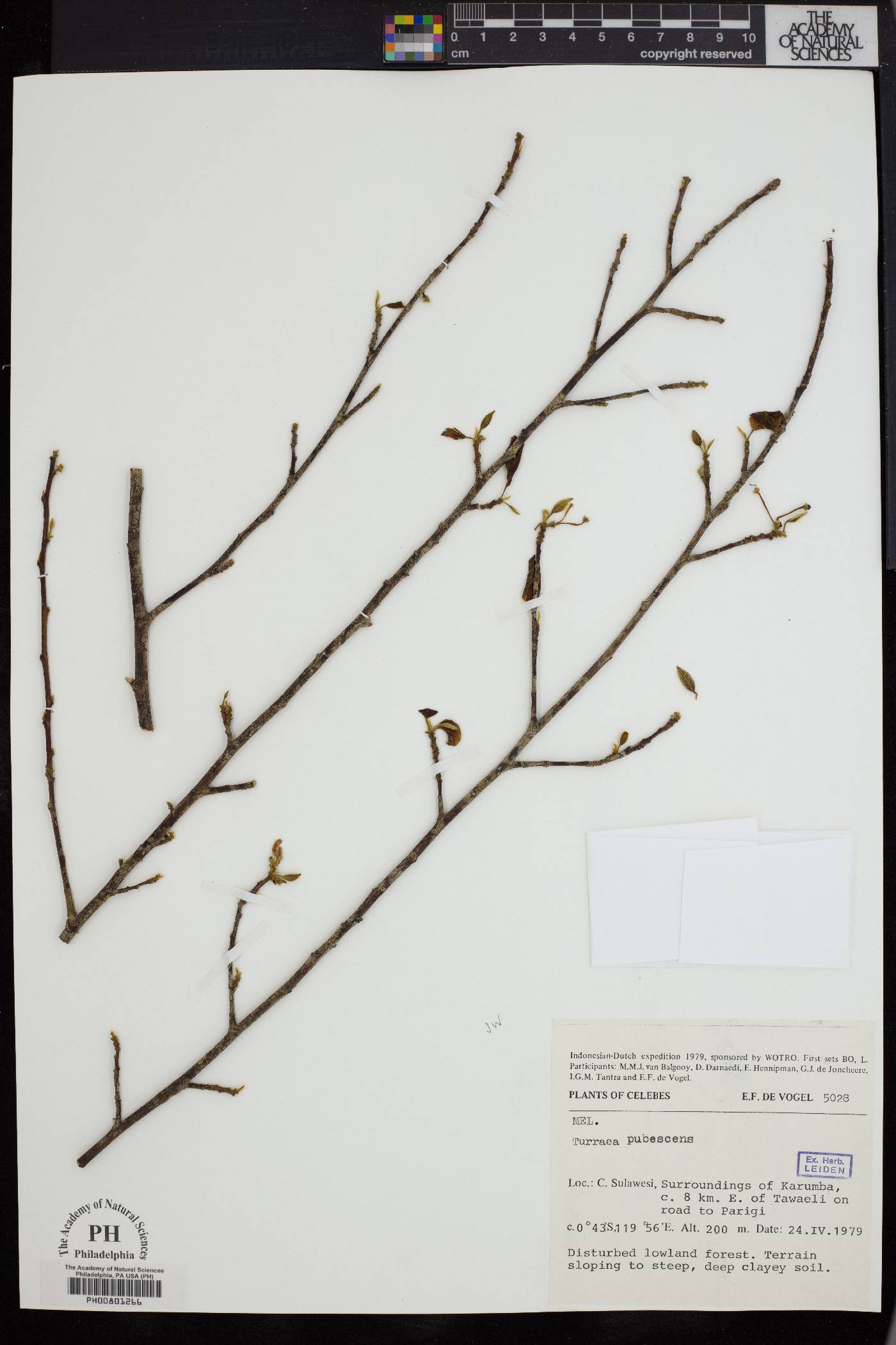 Turraea pubescens image