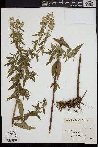 Pycnanthemum muticum var. pilosum image