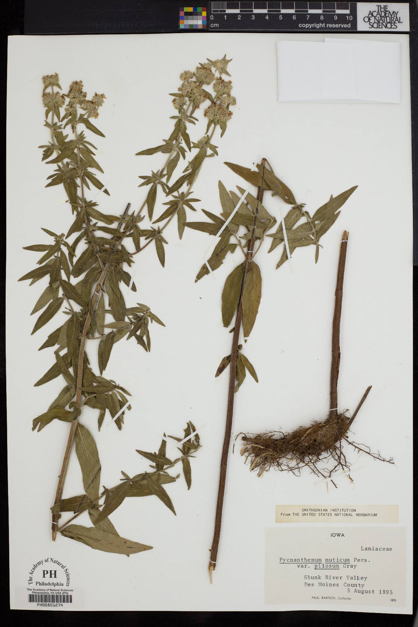 Pycnanthemum muticum var. pilosum image