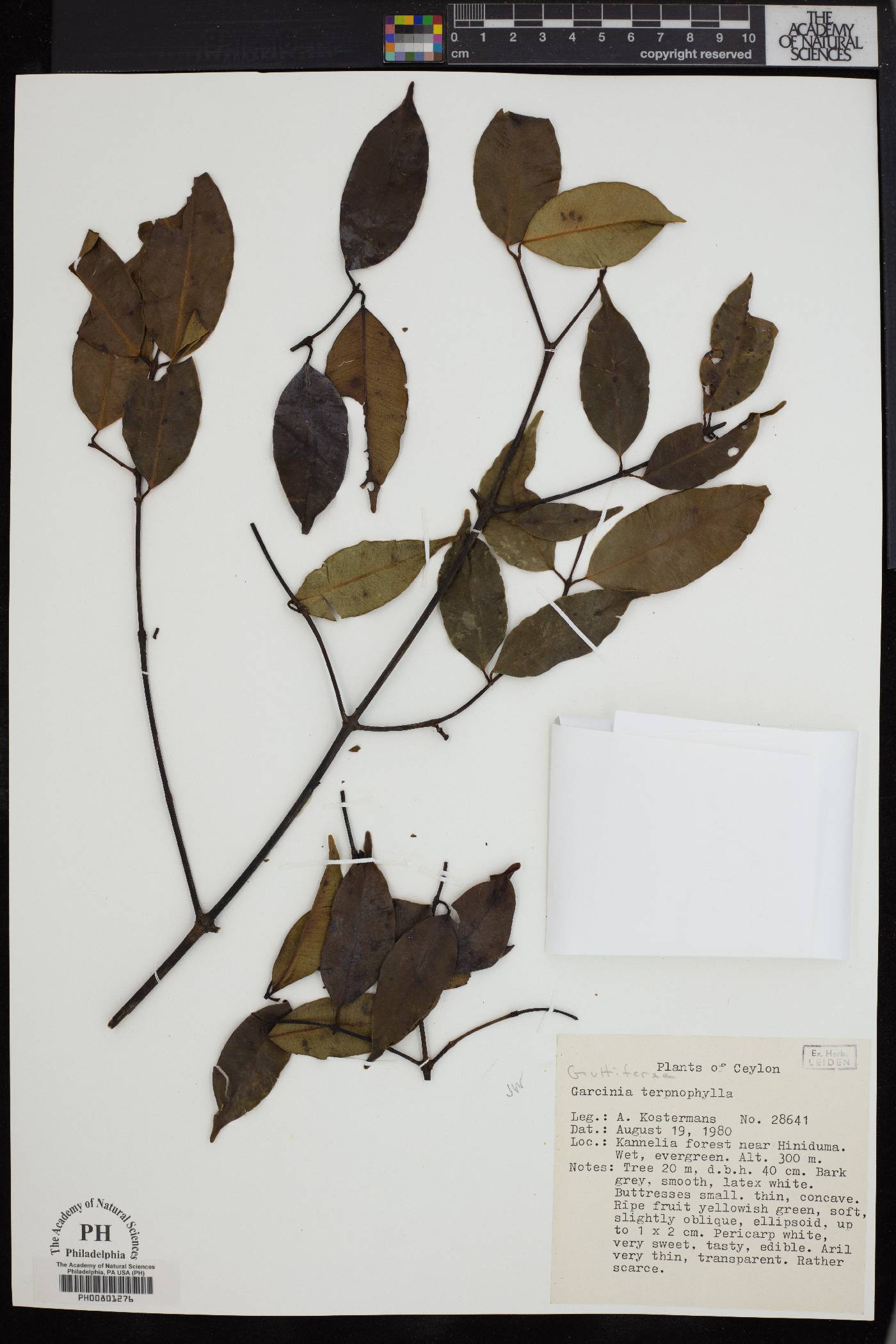Garcinia terpnophylla image