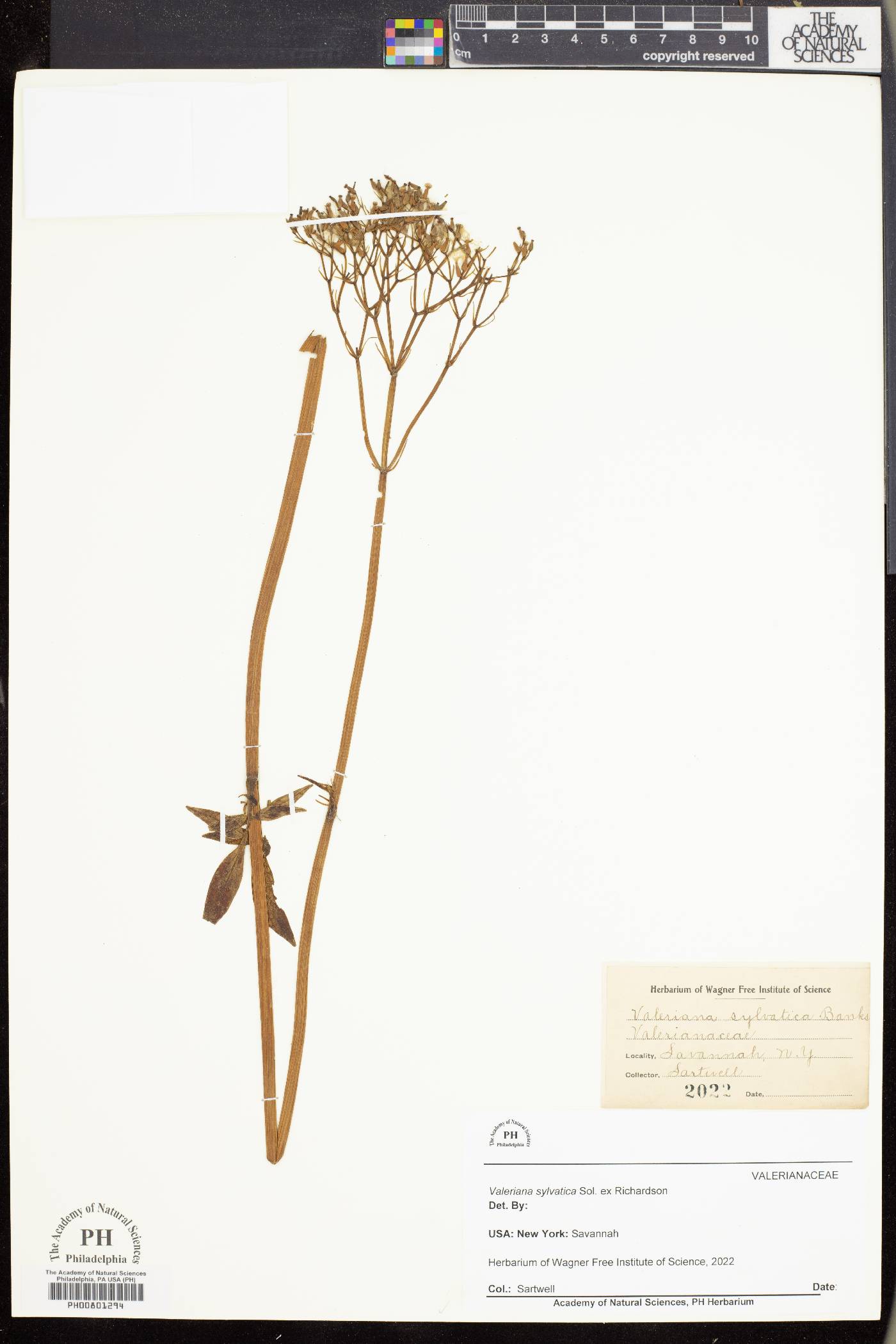 Valeriana sylvatica image