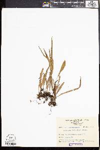 Media resource of Lepisorus heterolepis