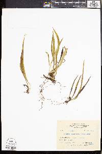 Lepisorus thunbergianus image