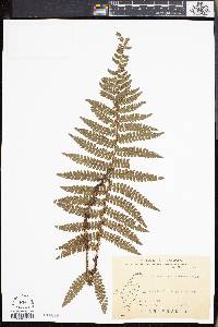 Polystichum piceopaleaceum image