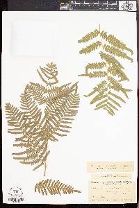 Pteridium aquilinum subsp. pseudocaudatum image