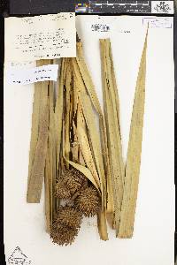 Benstonea affinis image