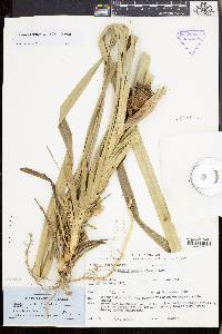 Benstonea humilis image