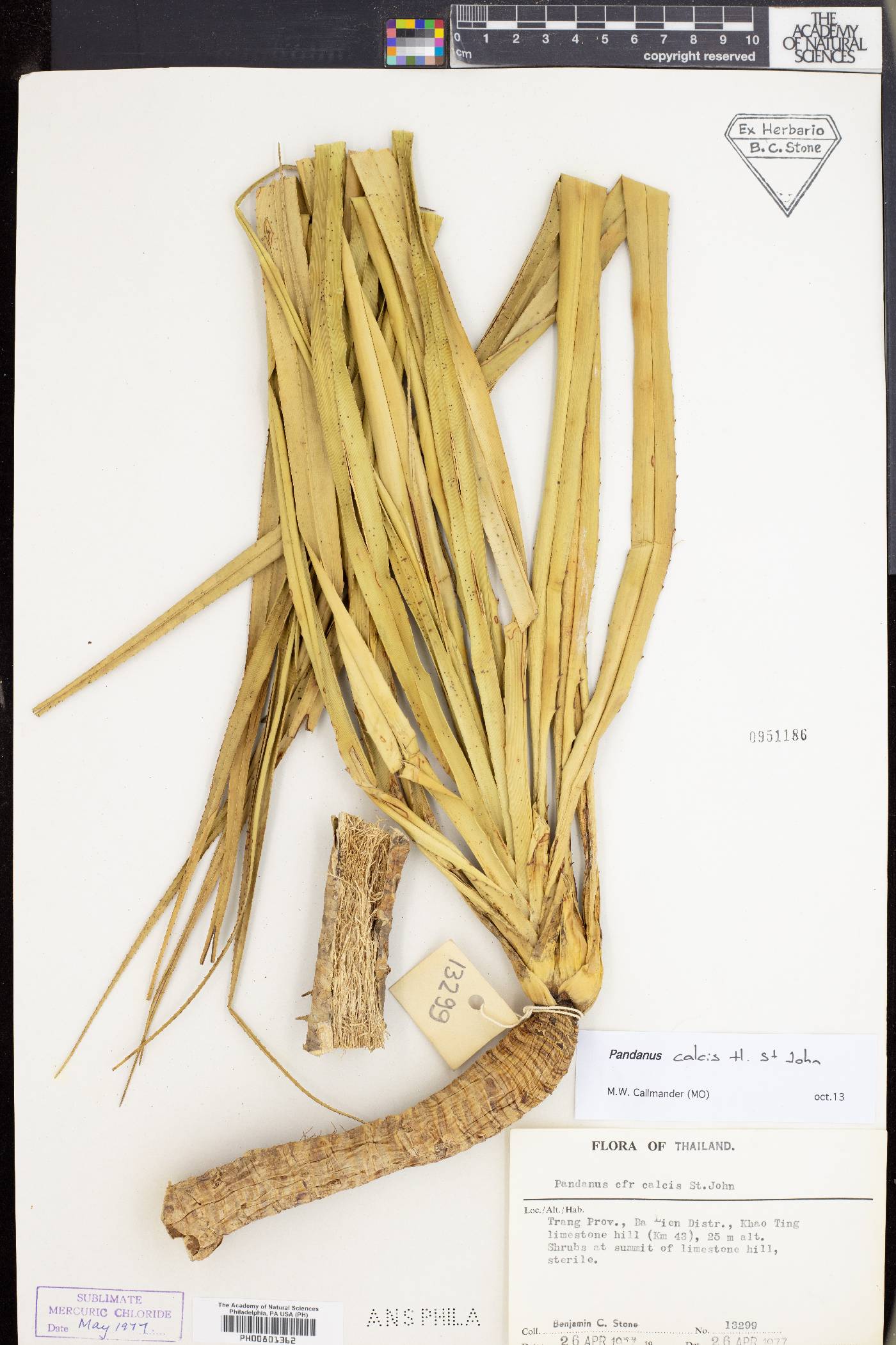 Pandanus calcis image