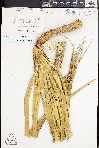 Pandanus calcis image
