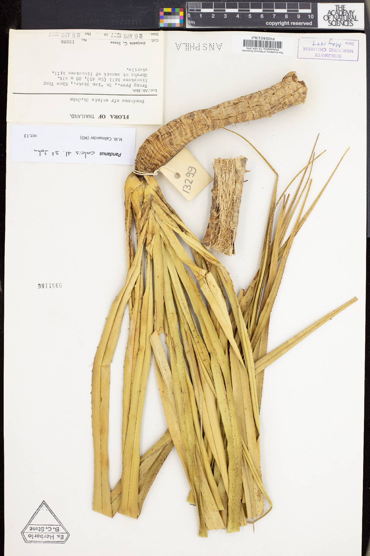 Pandanus calcis image