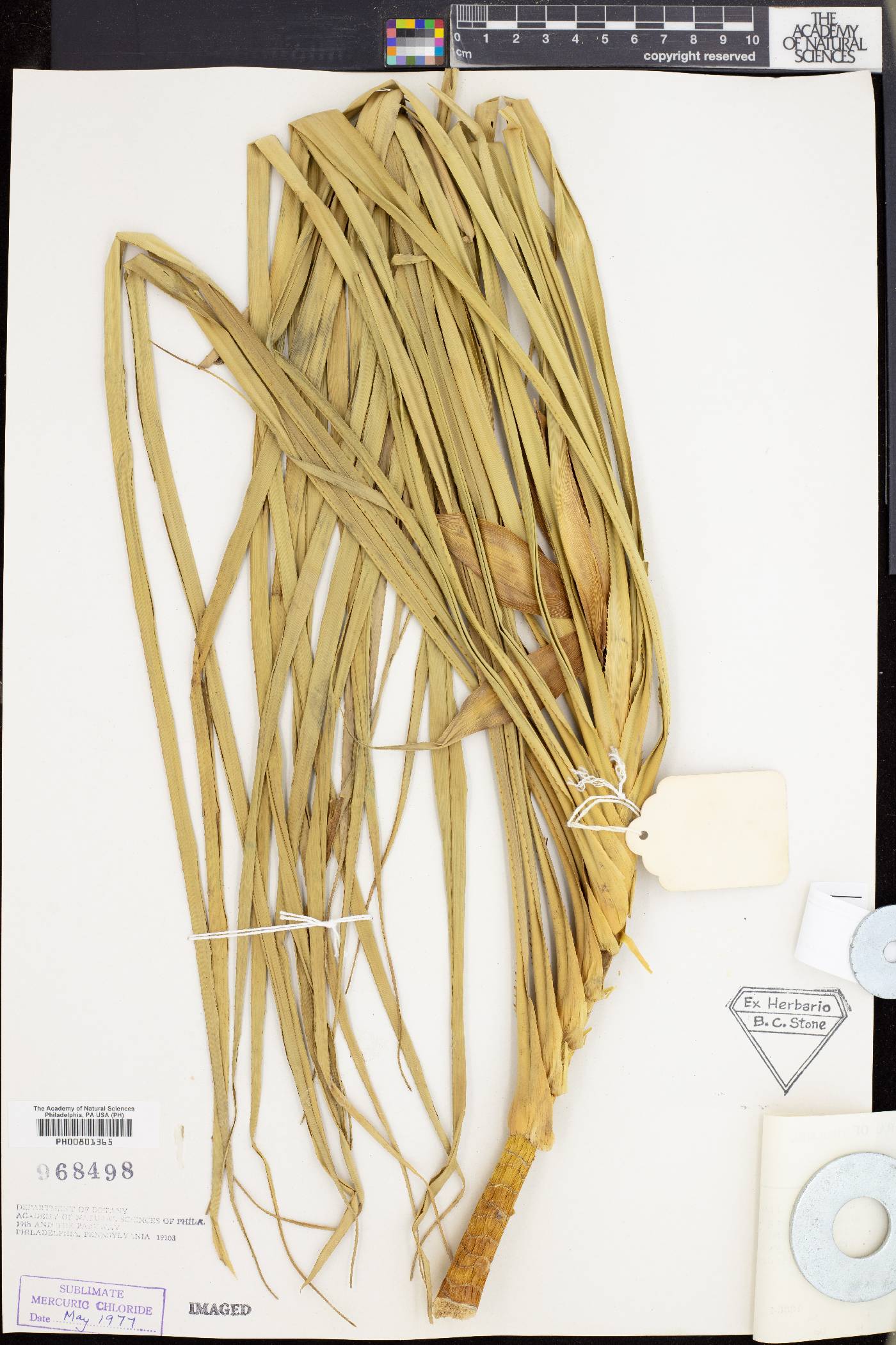 Pandanus yvanii image