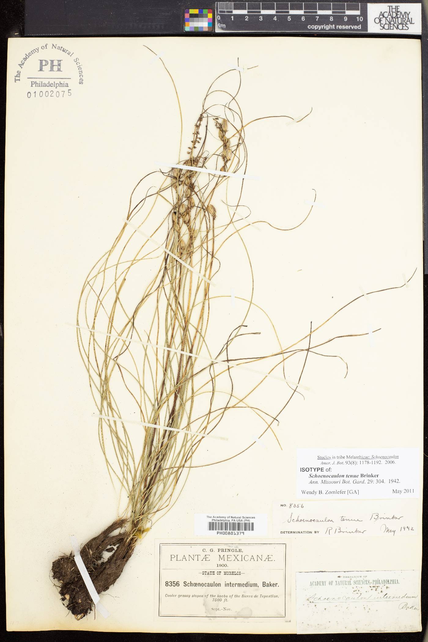 Schoenocaulon image