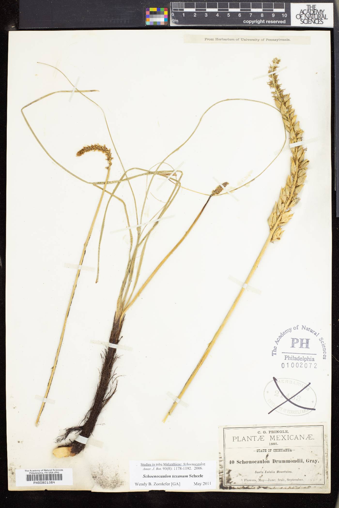 Schoenocaulon texanum image