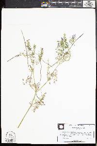 Fumaria officinalis image