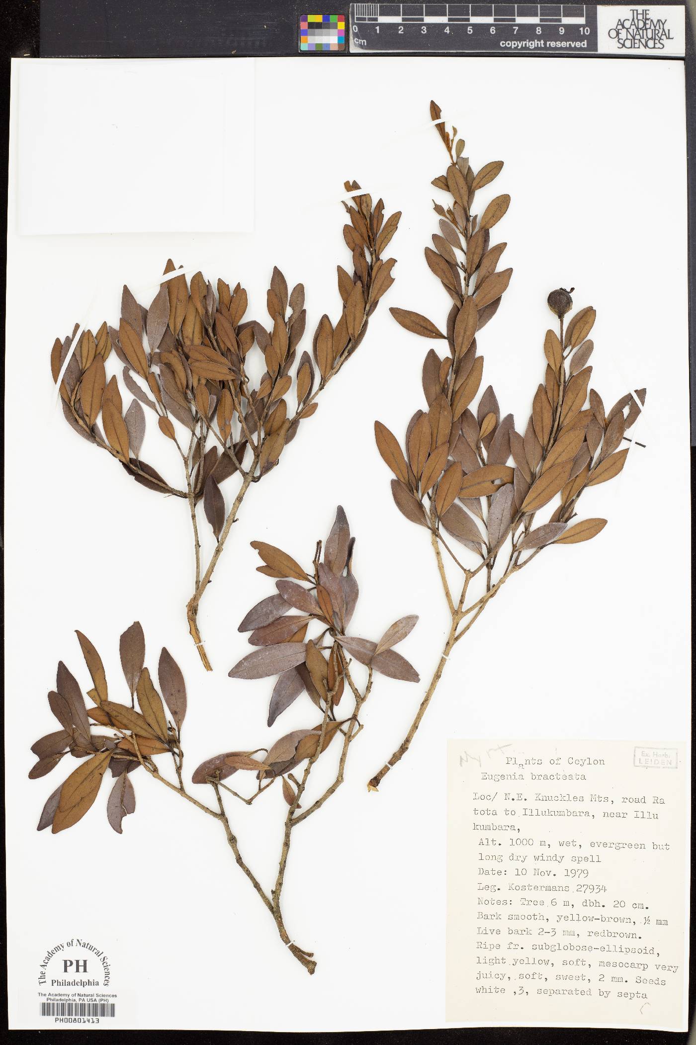 Eugenia roxburghii image