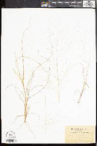 Eragrostis capillaris image