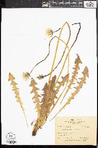 Image of Taraxacum japonicum
