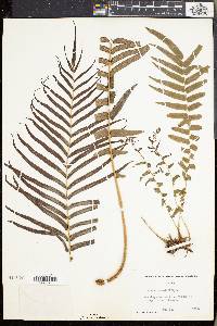 Pteris longifolia image