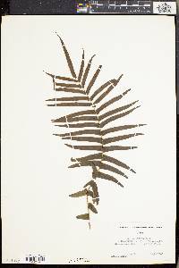 Pteris longifolia image