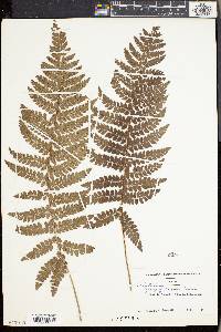 Polystichum aculeatum image