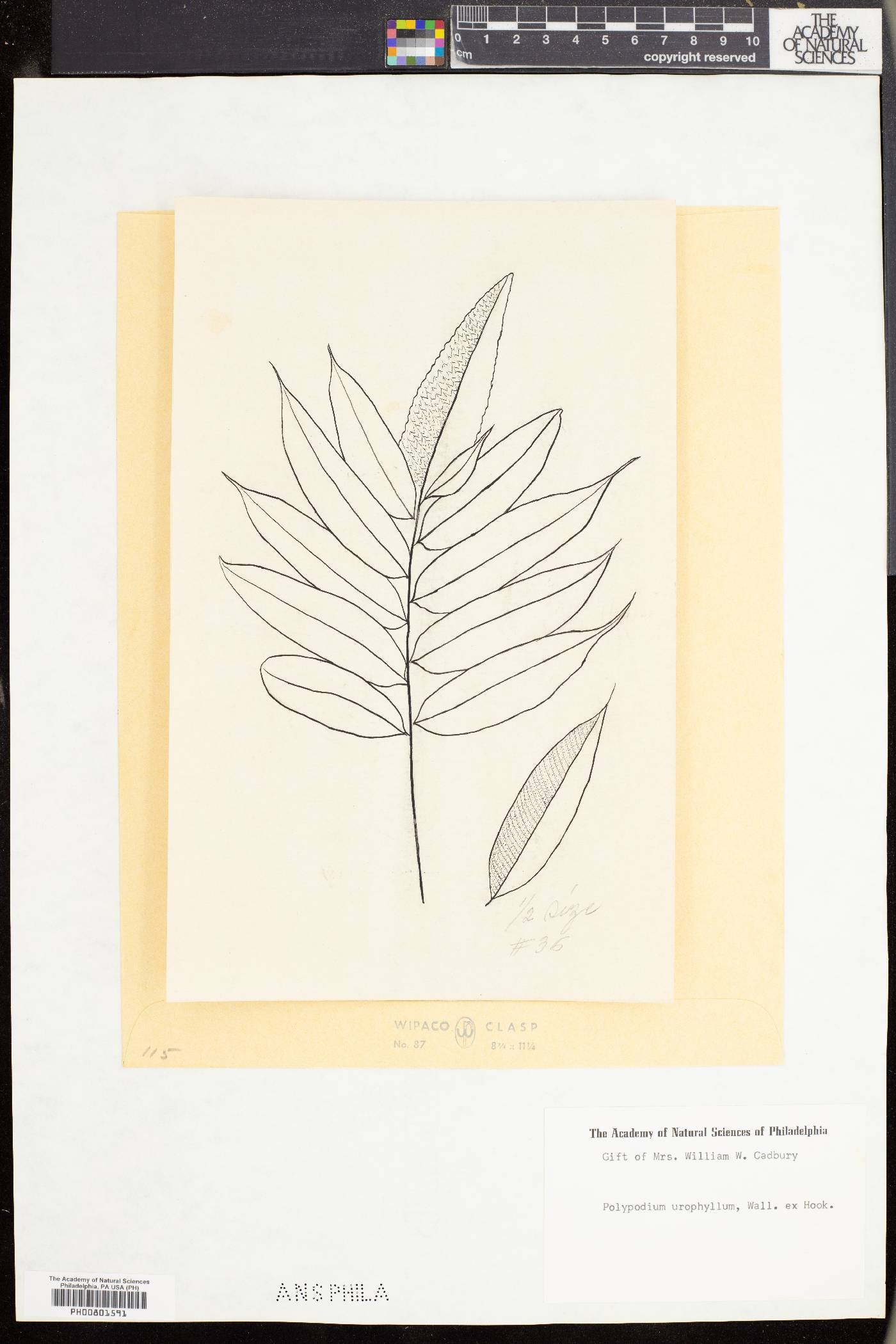 Polypodium urophyllum image