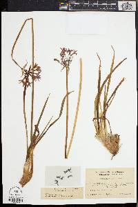 Tulbaghia violacea image