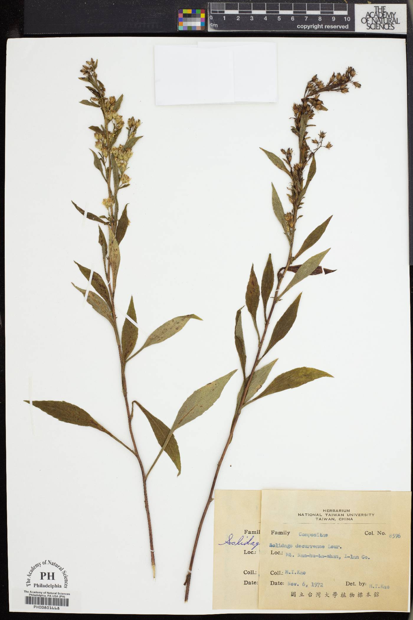 Solidago decurrens image