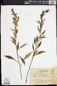 Solidago decurrens image